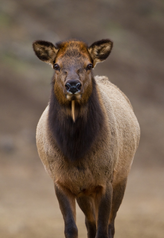 Elk